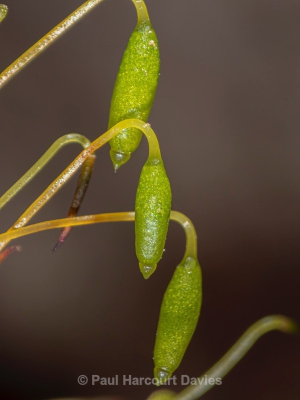 Capsules of Capillary Thread-moss (Bryum capillare) - Mikromak & TS Robusto 160