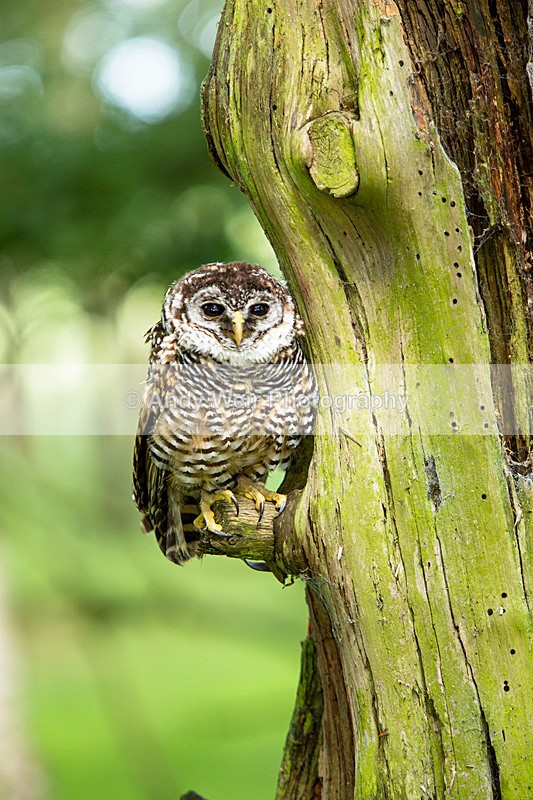 20140705-3K8A2702 - Captive Birds