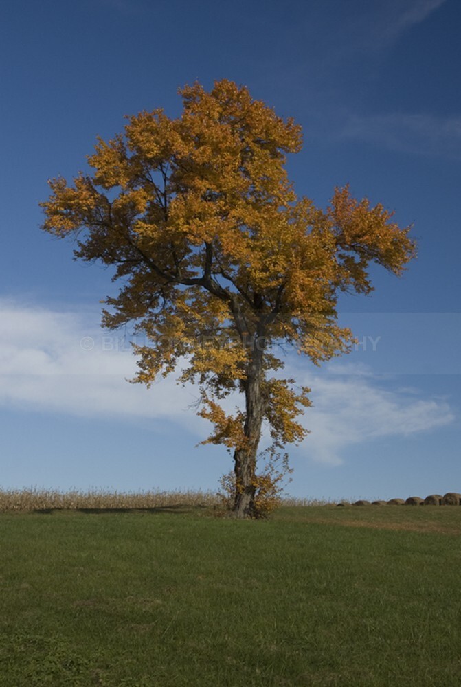 97 - The Tree Project