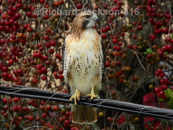 Red-tail Hawk-2 - Birds