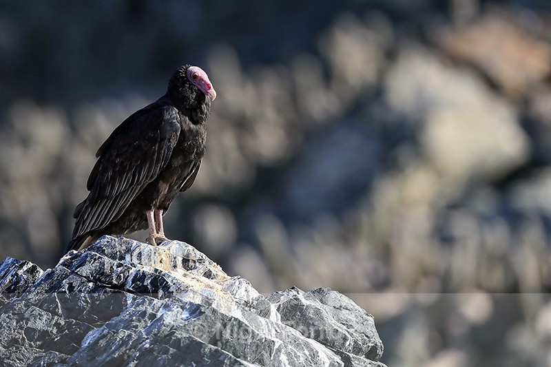 Turkey Vulture, Chanaral Island, Chile - Turkey Vulture