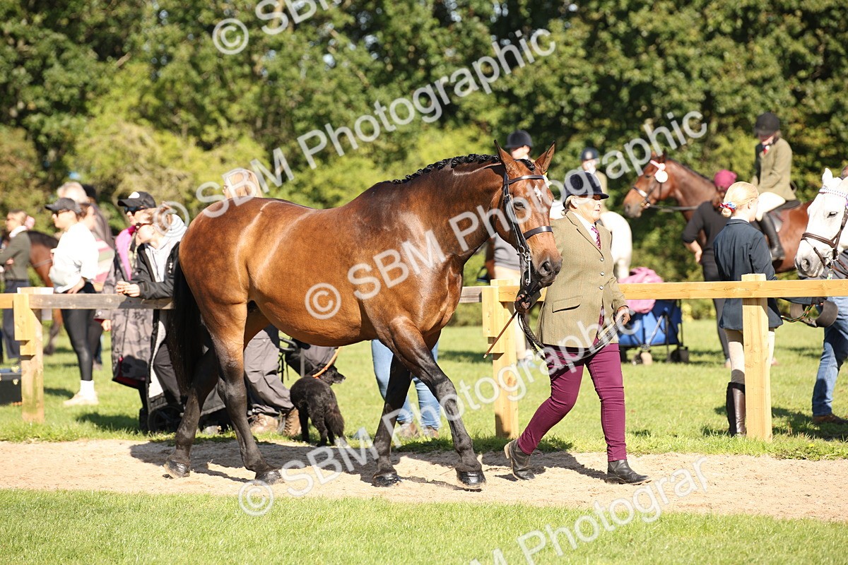 SBM_36663 - S10 - Best In Hand Horse & Pony
