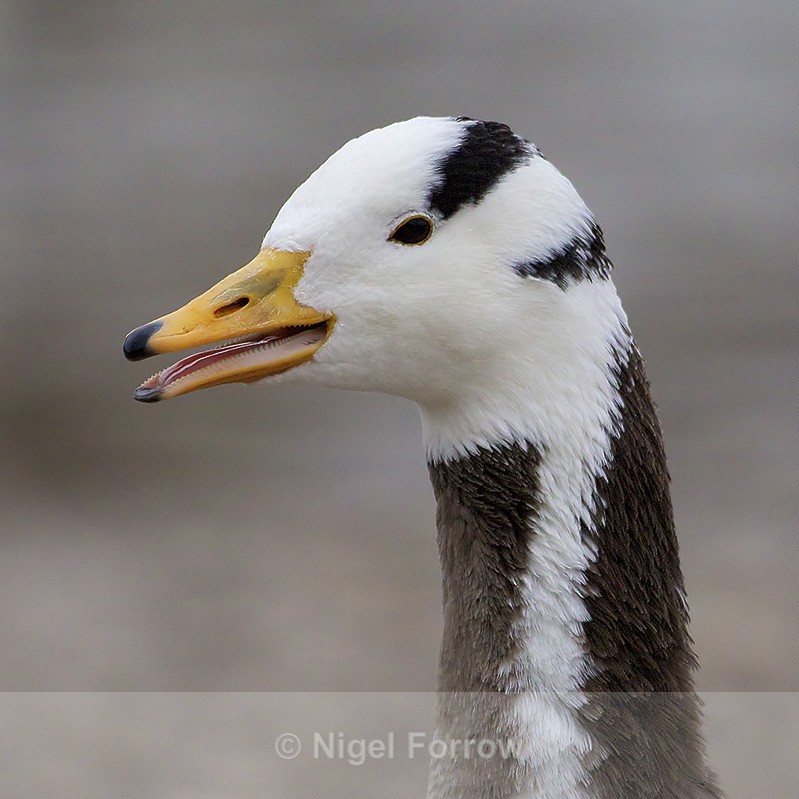 Bar-headed Goose close-up near Thalkirchen - Bar-headed Goose