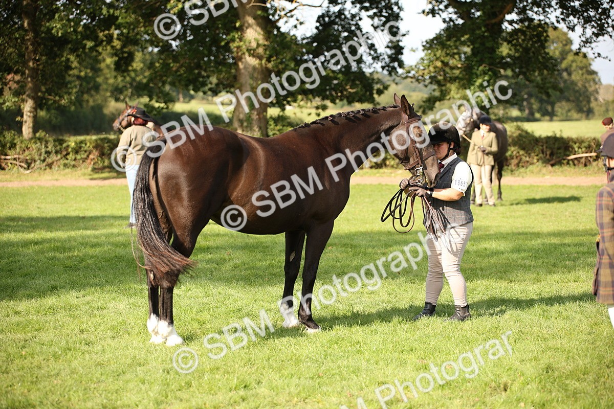 SBM_60116 - S53 - Hunter In Hand
