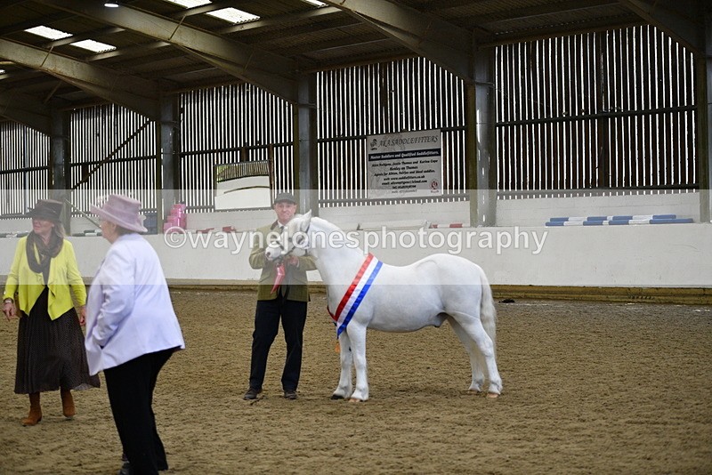 WJ5_5782 - Morning in hand Championship