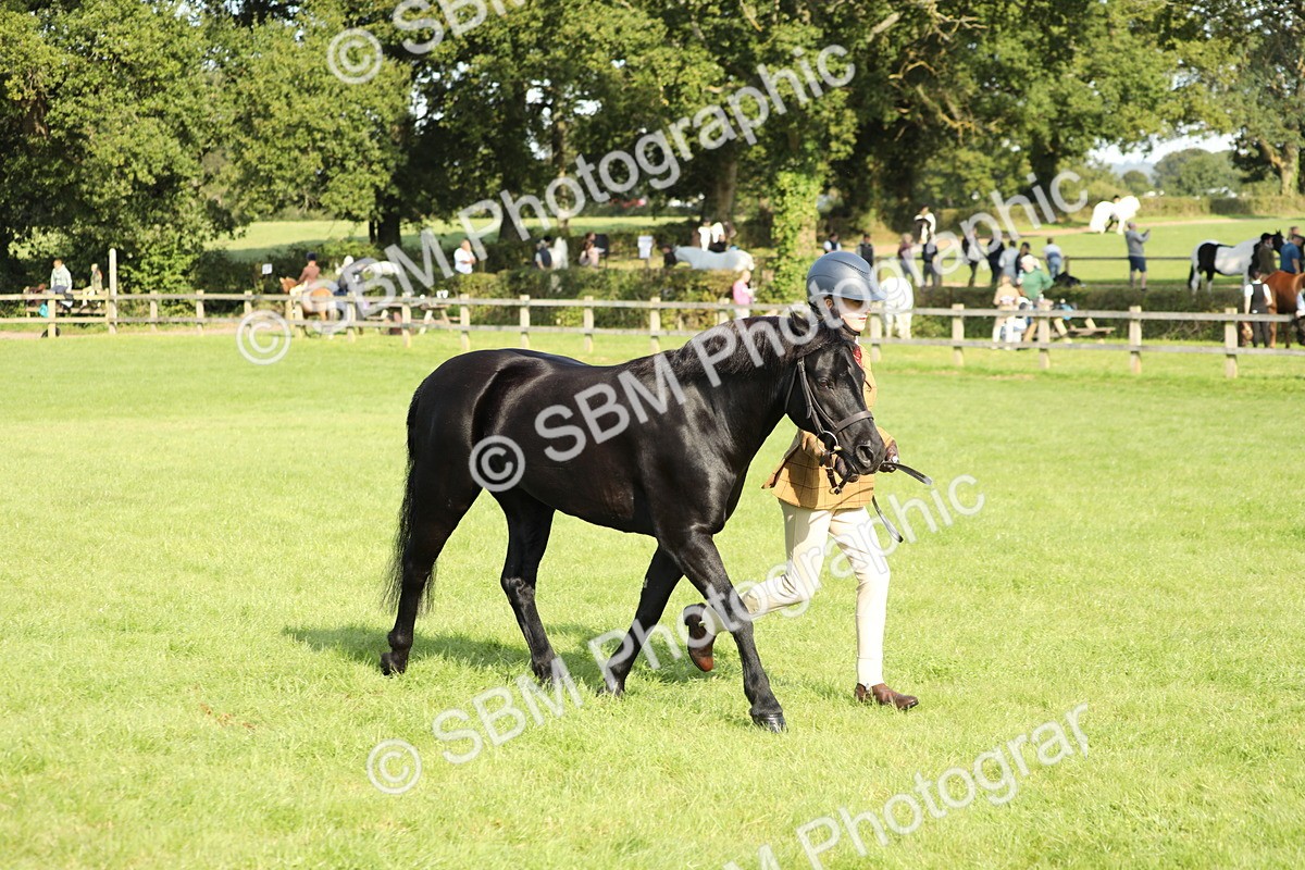 SBM_61042 - S44 - Part Bred Pony In hand