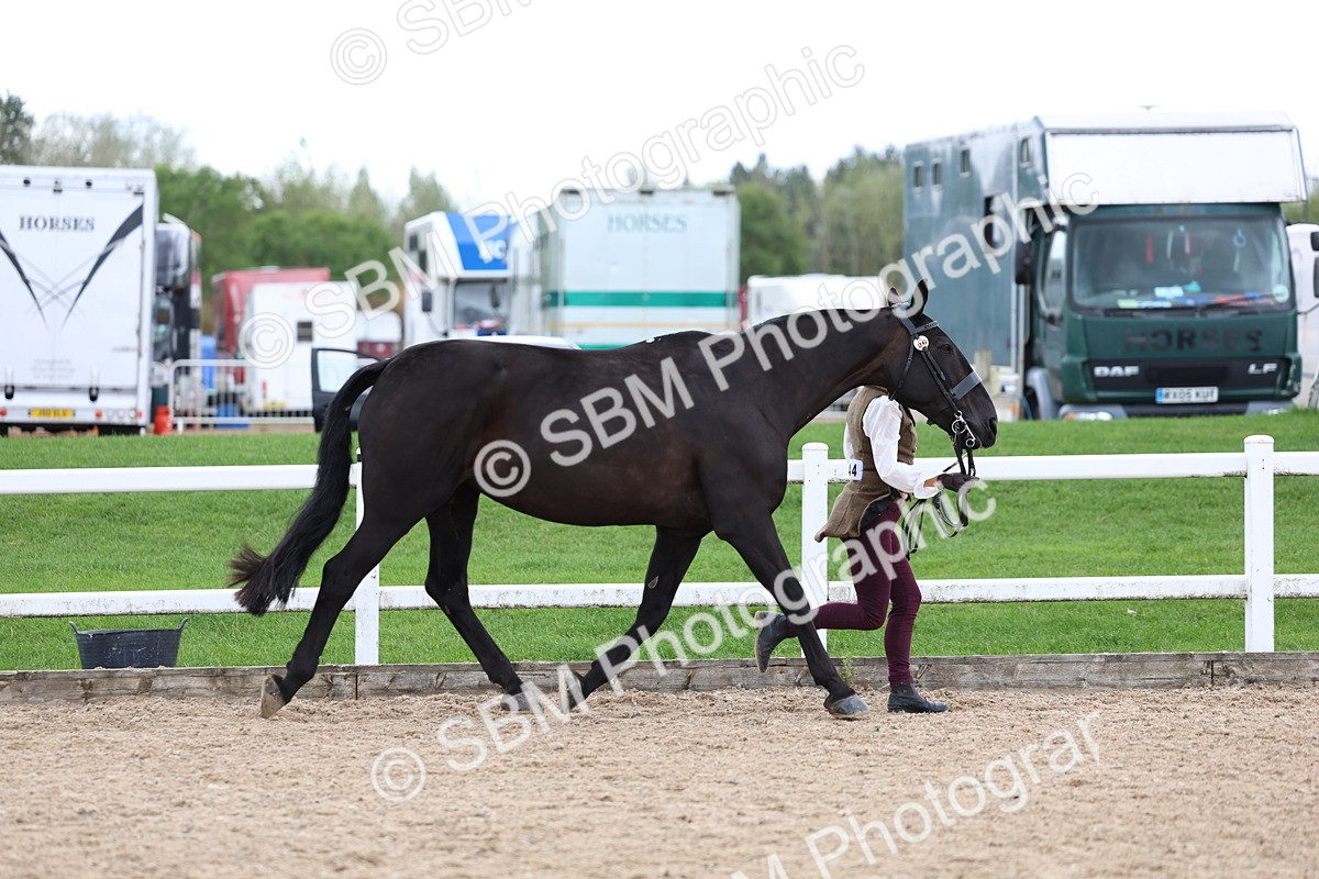 SBM_05043 - Class 27 - IH Competition Horse or Pony
