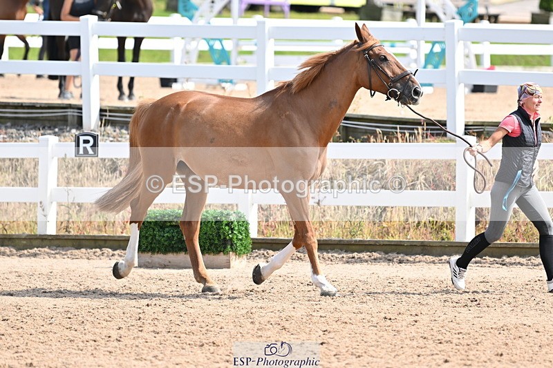 240717A-155550-03194 - Trot Up 3pm to 4pm