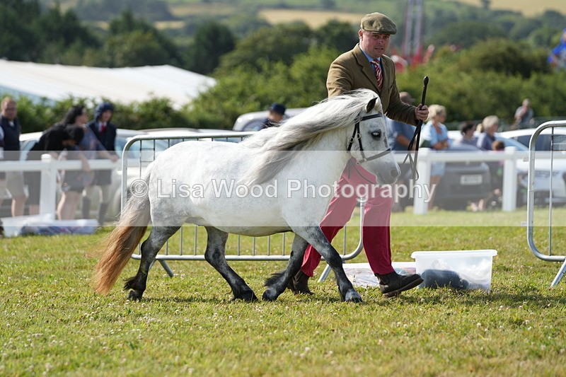 DSC05164 - Class 49: NPS Shetland 4 years and over