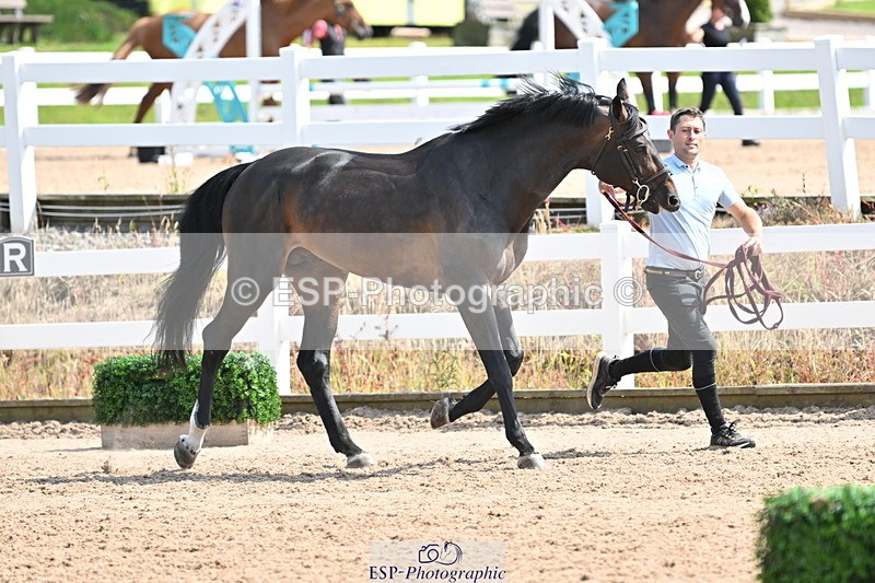 240717A-153622-02907 - Trot Up 3pm to 4pm