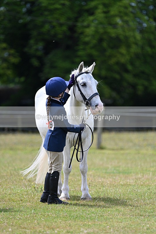 WJ7_6752 - Class 5 Handsome Gelding in hand