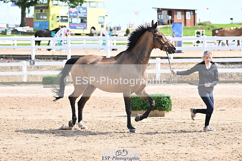 240717A-153307-02873 - Trot Up 3pm to 4pm