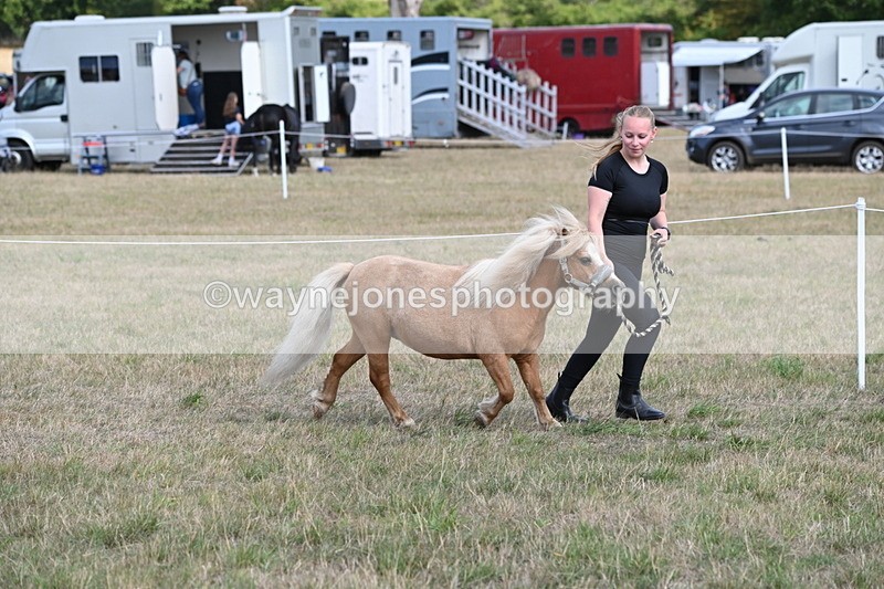 WJ6_6901 - Class 21 Shetland & Mini Horses
