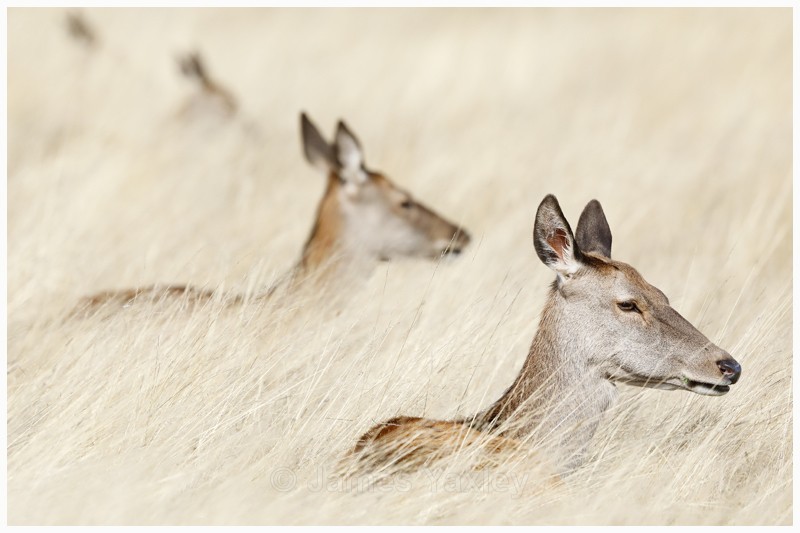 Ruminant Amongst the Grass  - Latest Work