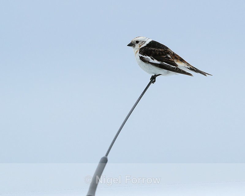 Snow Bunting on car aerial, Jokulsarlon, Iceland - Snow Bunting