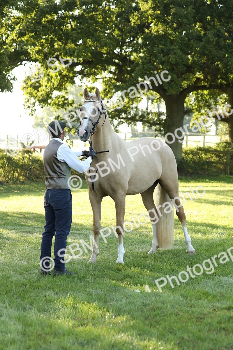 SBM_57946 - S42 - Youngstock