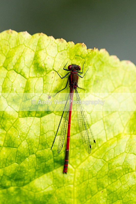 20140609-_MG_5999 - Dragonflies & Damselflies