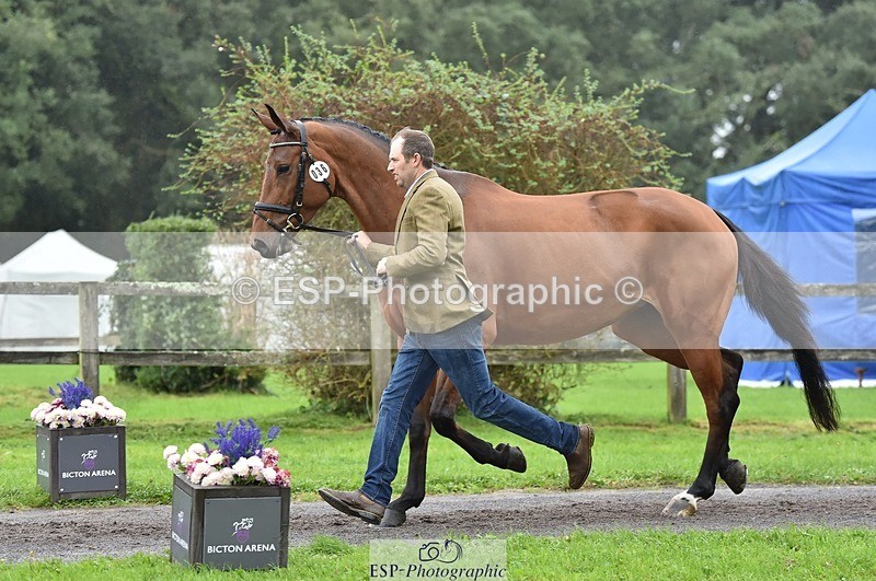 231018-122652-00296 - 036-DIAMANT.CRYSTAL.BLUE-Adam.Trew-TrotUp