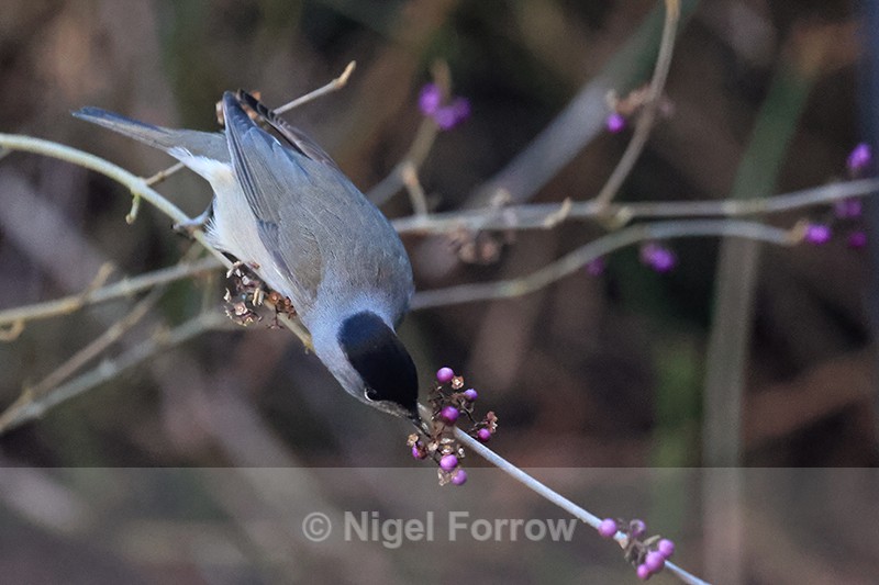 Blackcap pecking at purple Callicarpa berry, Oxfordshire - Eurasian Blackcap
