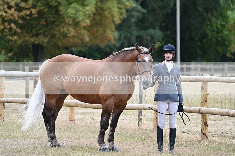 WJ7_8884 - Class 4a Prettiest Mare 14.2hh and over