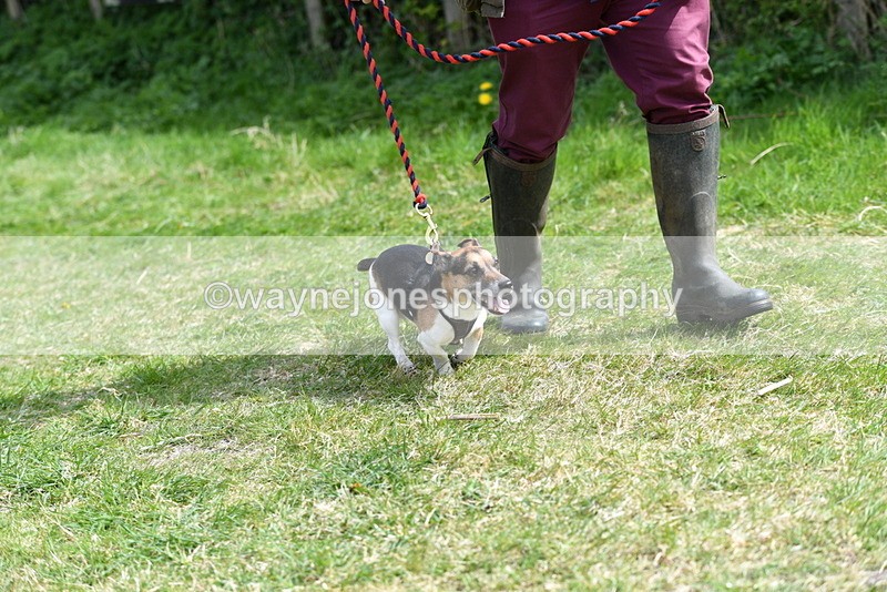 WJ5_0380 - Class 7 Best Terrier