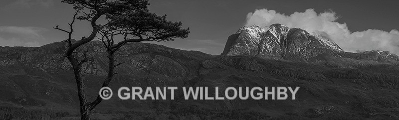 Scots pine and Slioch Wester Ross - Monochrome