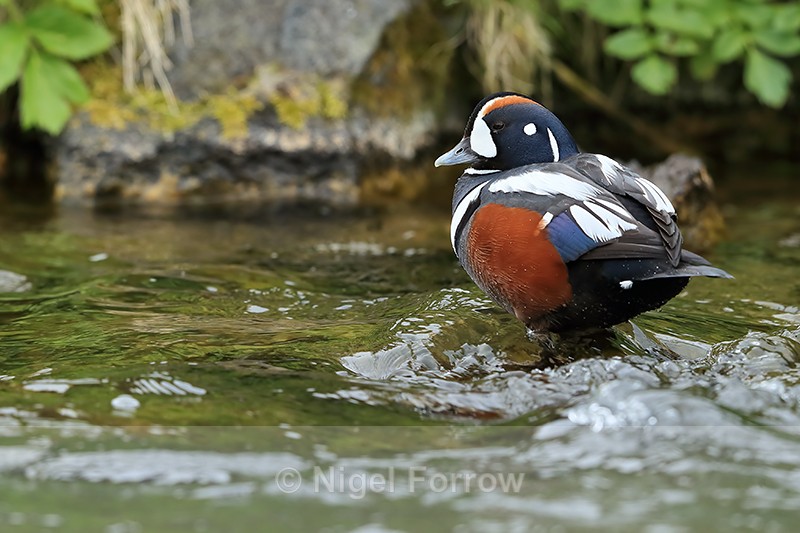 Harlequin Duck (male) wading, River Laxa, Iceland - Harlequin Duck