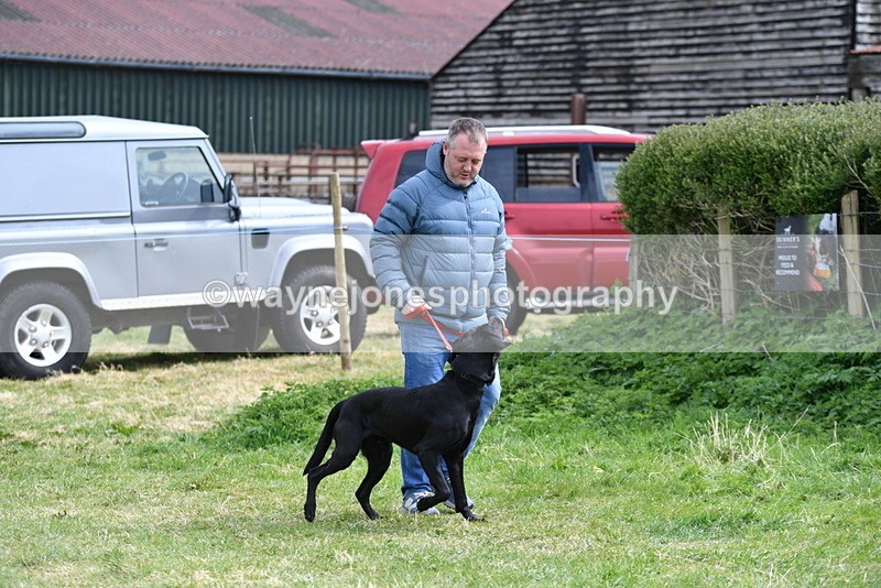 WJ5_9584 - Class 3 Most Handsome Dog