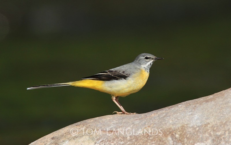Grey Wagtail - All Other Birds