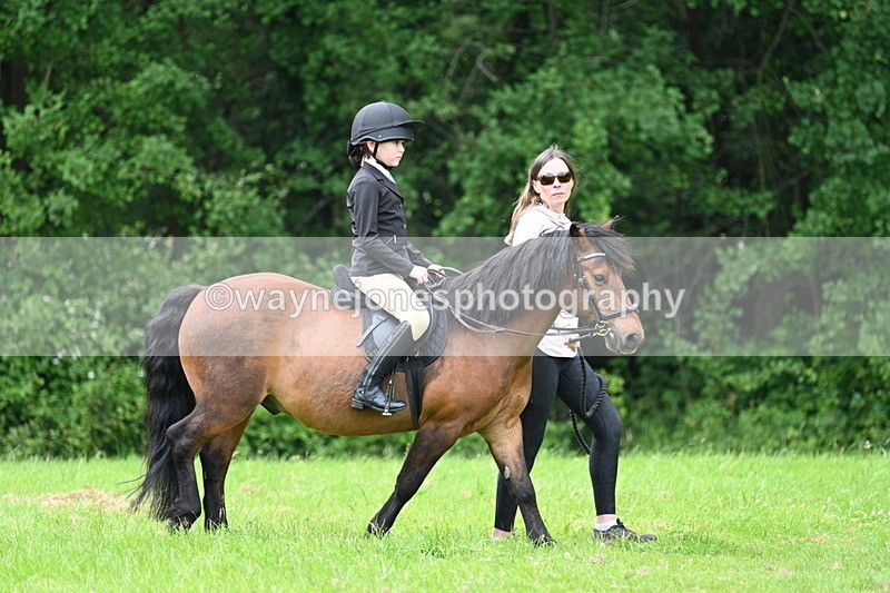 WJ7_3912 - Class 14A Handsome Gelding