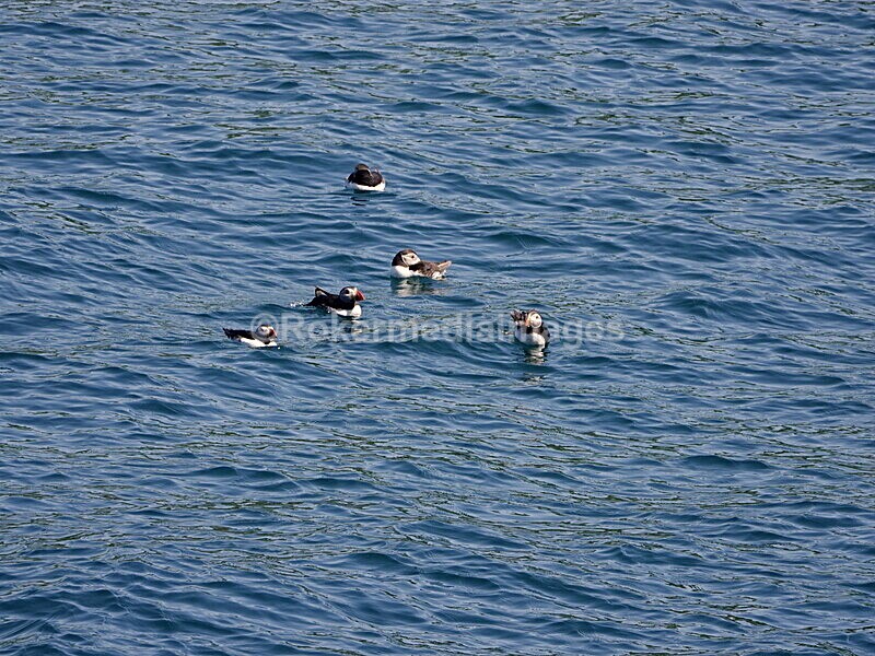 DSC00433 - Skomer 2019