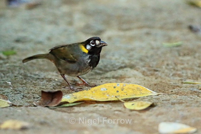 White-eared Ground-Sparrow, Heredia Province, Costa Rica - White-eared Ground-Sparrow