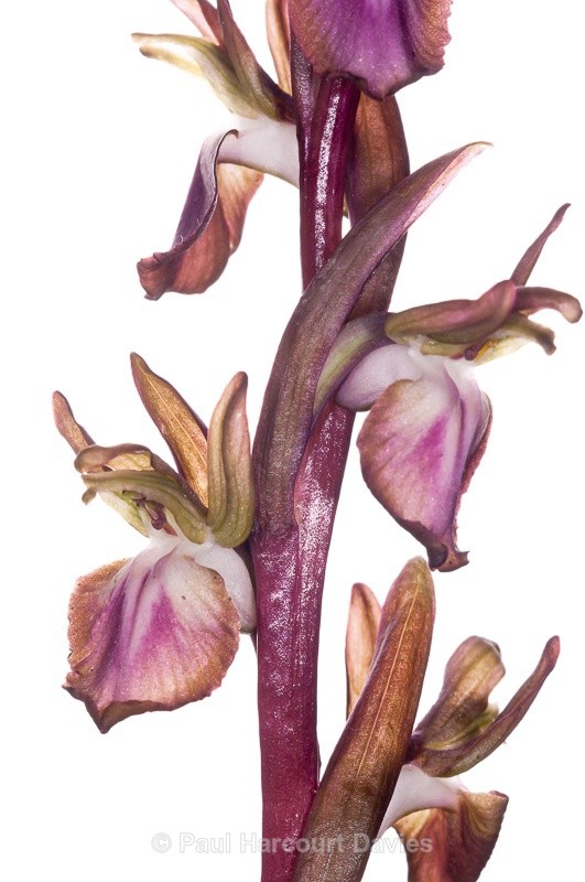  - WB: Orchids - Orchis