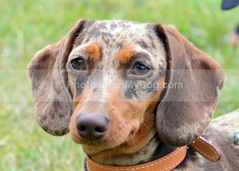  - Dachshunds