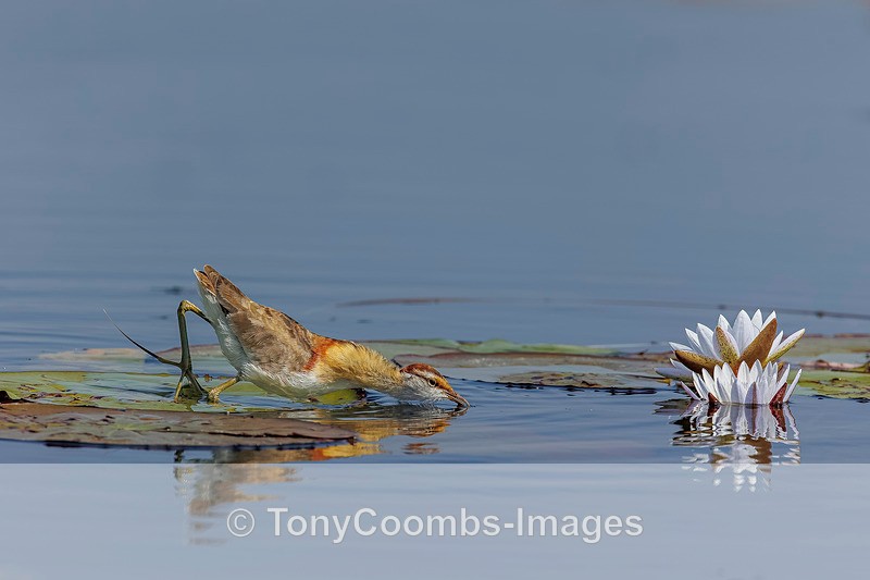 Lesser Jacana - Botswana ~ Birds