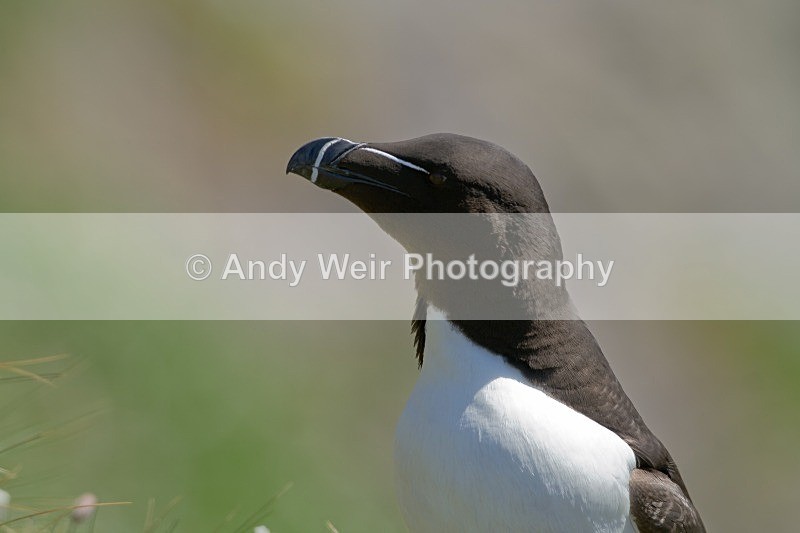 20120531-_MG_9745 - Razorbill