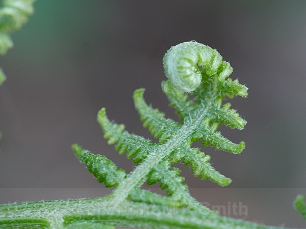 Unfurling - MACRO & CLOSE UPS 2