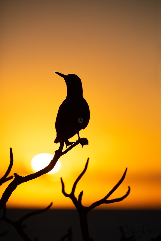 Noddy at Sunset