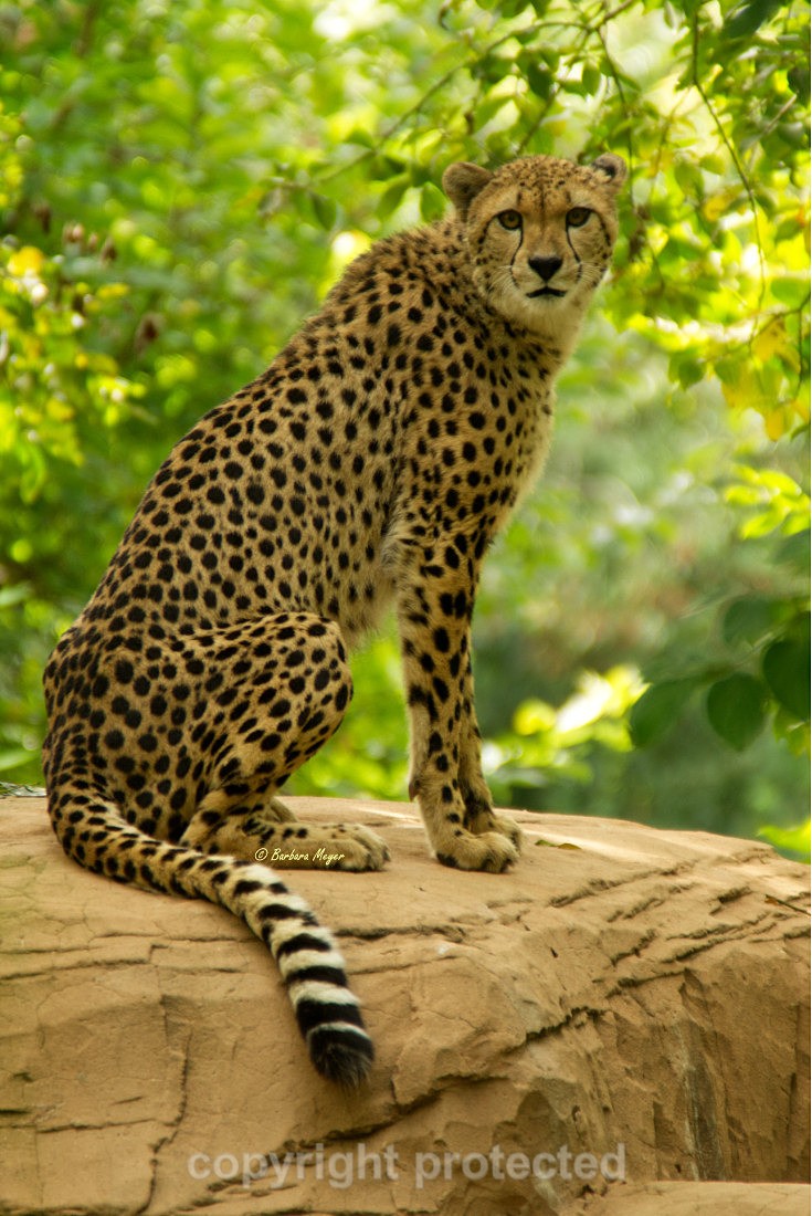 Cheetah - Anika - Big Cats
