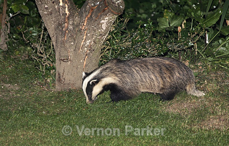 Male Badger - Wildlife