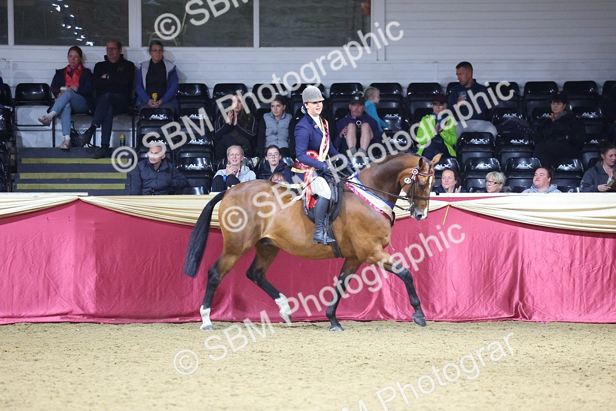 SBM_19194 - Class I Competition/ Riding Club Champ
