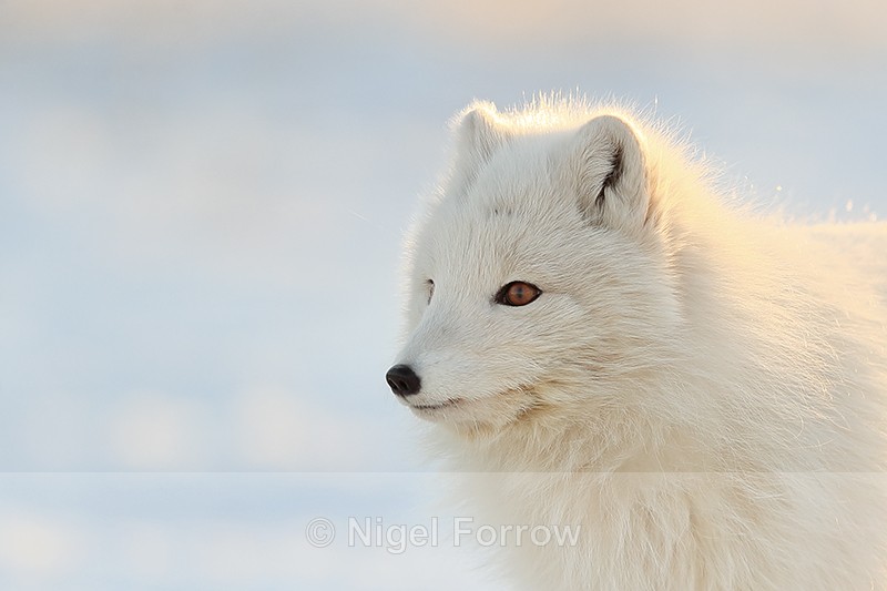 Arctic Fox in close profile, Svalbard, Norway - Arctic Fox