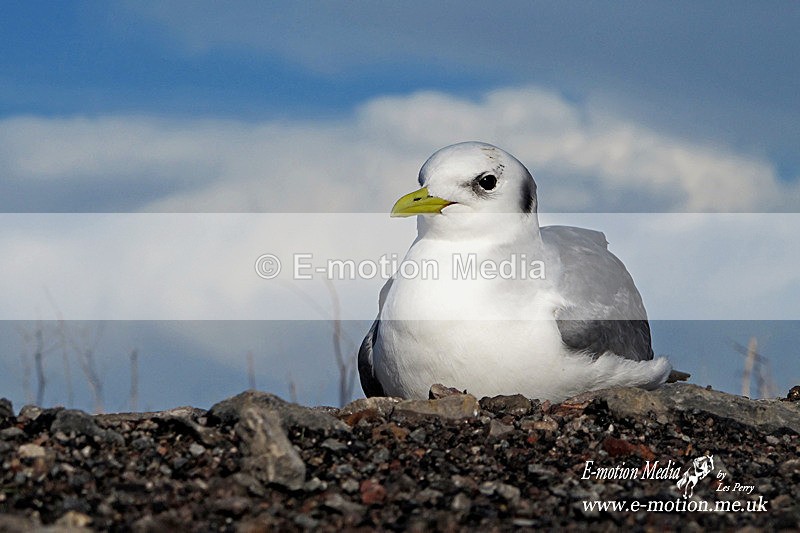 Kittiwake 260214 484a - Nature
