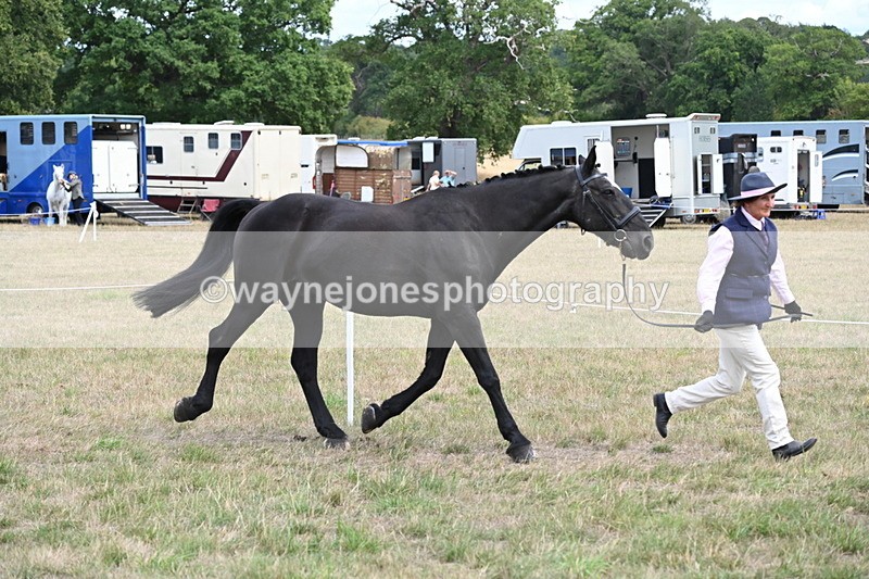 WJ6_5979 - Class 19 In-hand Veterans (Uploaded correct folder)