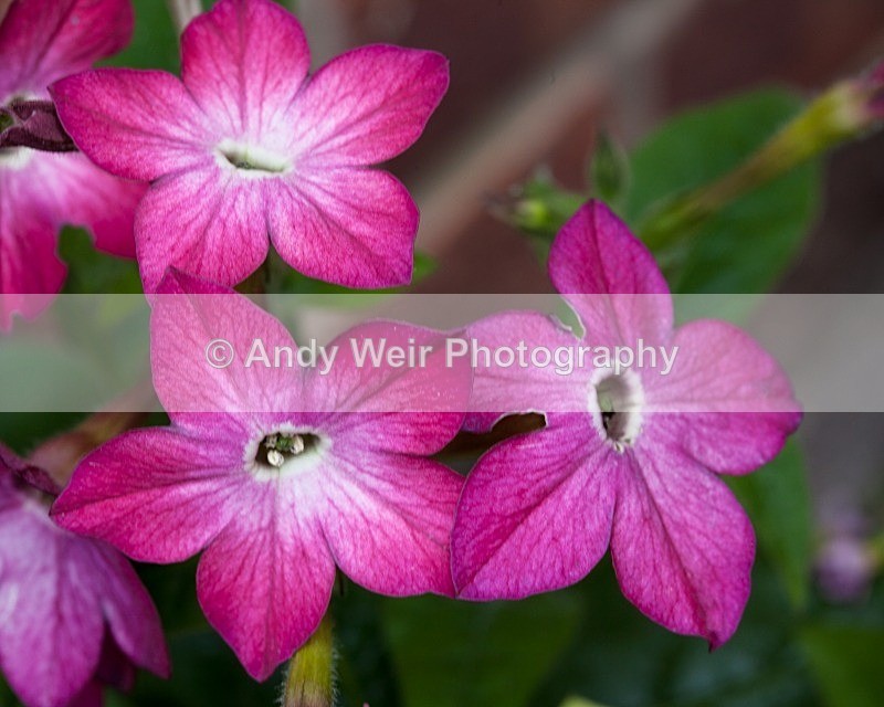 20110620-IMG_6083-474 - Plants & Flowers