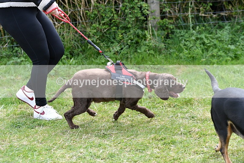 WJ5_9929 - Class 5 Best Veteran / 7 years & over