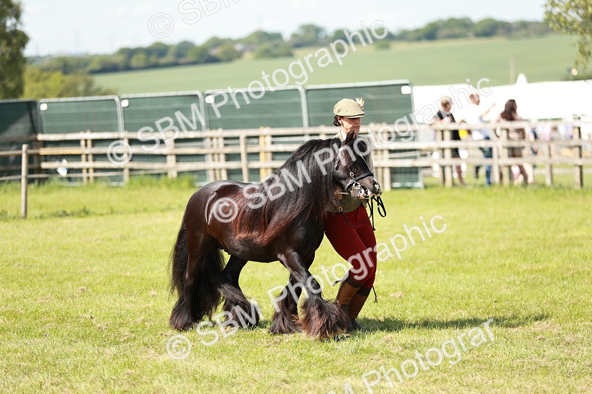 SBM_08595 - Class 63-65 - Traditional Gypsy Cobs In Hand & Ridden