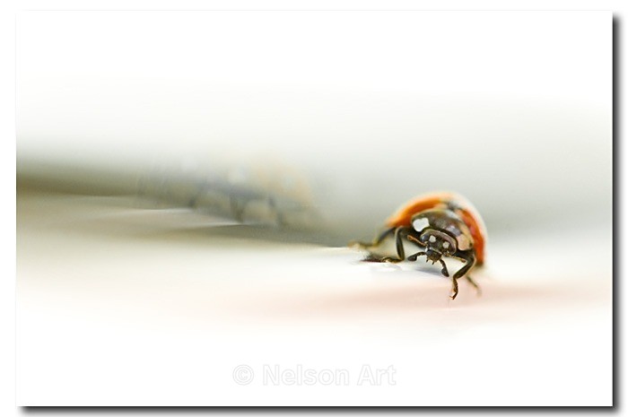 Ladybird - Nature