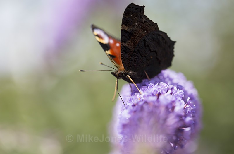 Peacock butterfly - BUTTERFLIES