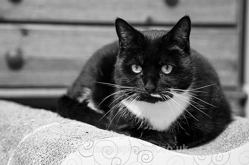 Cats Eyes - Cats